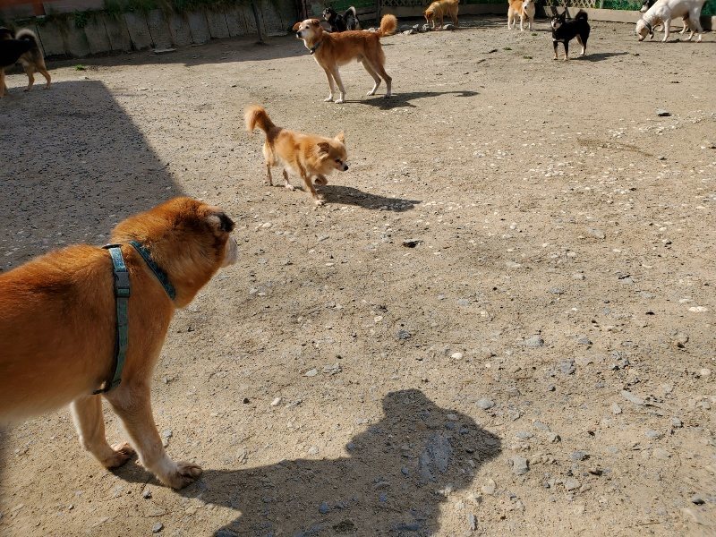 f：id：roukenhome-ann：20200406125231j：プレーン