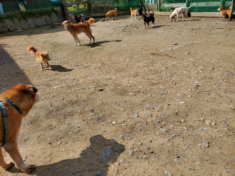 f：id：roukenhome-ann：20200406125239j：プレーン