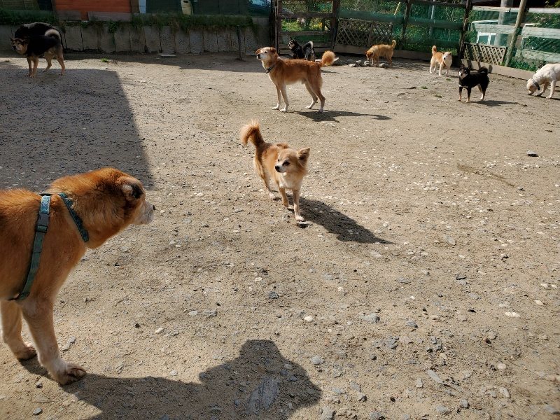 f：id：roukenhome-ann：20200406125246j：プレーン