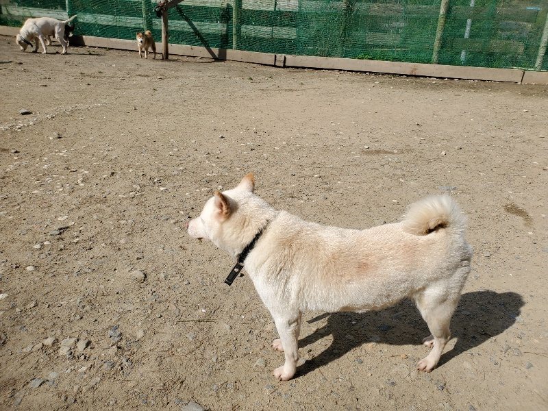 f：id：roukenhome-ann：20200406125252j：plain