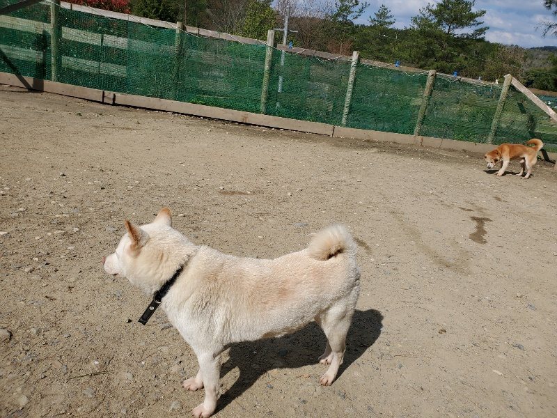 f：id：roukenhome-ann：20200406125258j：プレーン