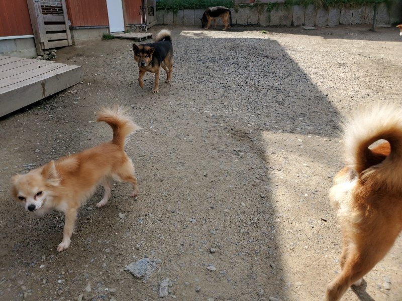 f：id：roukenhome-ann：20200406125306j：plain