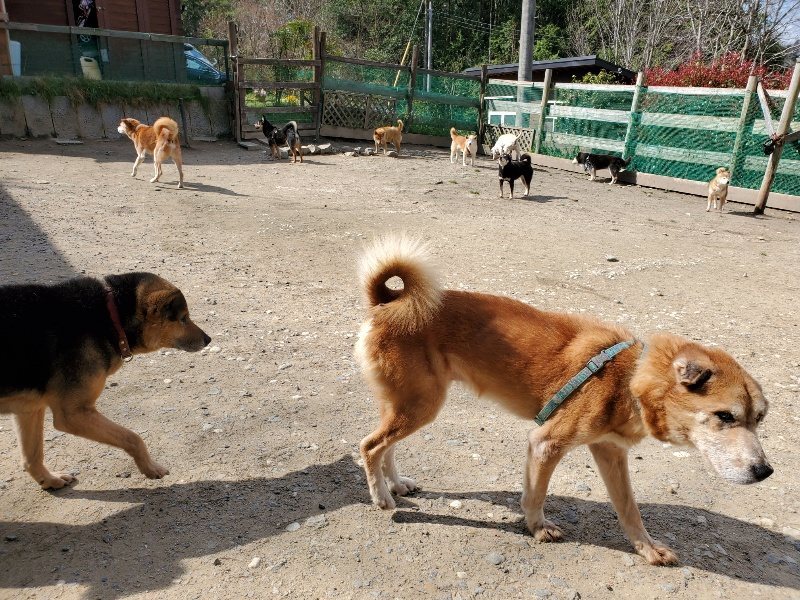 f：id：roukenhome-ann：20200406125332j：plain