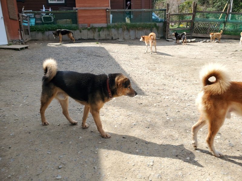 f：id：roukenhome-ann：20200406125338j：plain