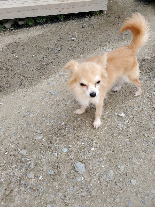 f：id：roukenhome-ann：20200406125344j：プレーン