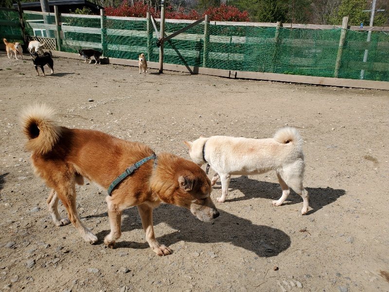 f：id：roukenhome-ann：20200406125351j：プレーン