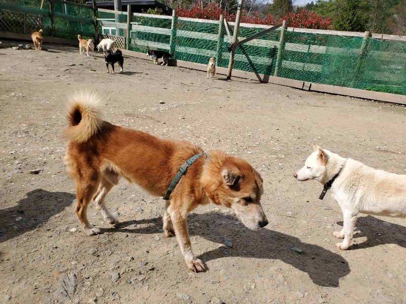 f：id：roukenhome-ann：20200406125358j：プレーン