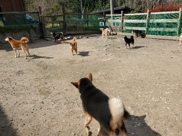 f：id：roukenhome-ann：20200406125403j：plain