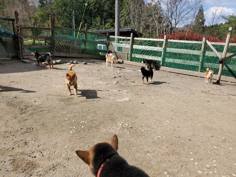 f：id：roukenhome-ann：20200406125413j：プレーン