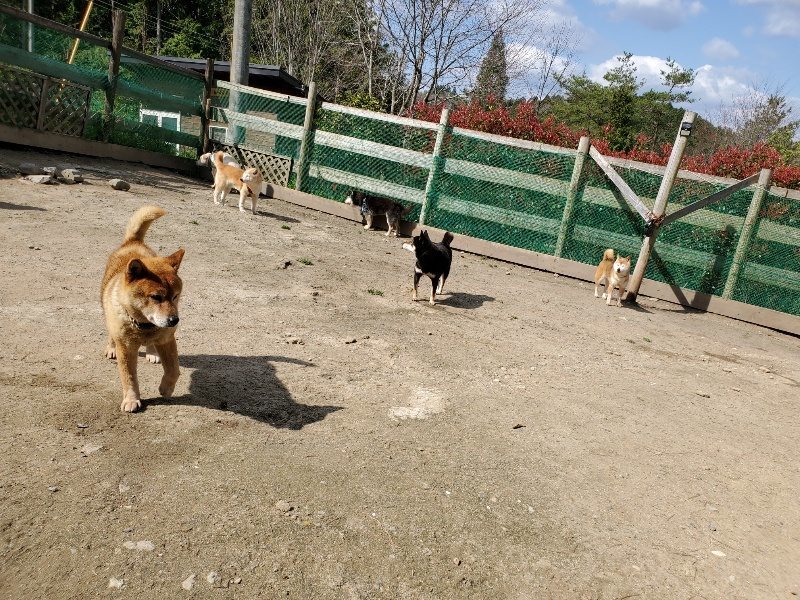 f：id：roukenhome-ann：20200406125421j：プレーン