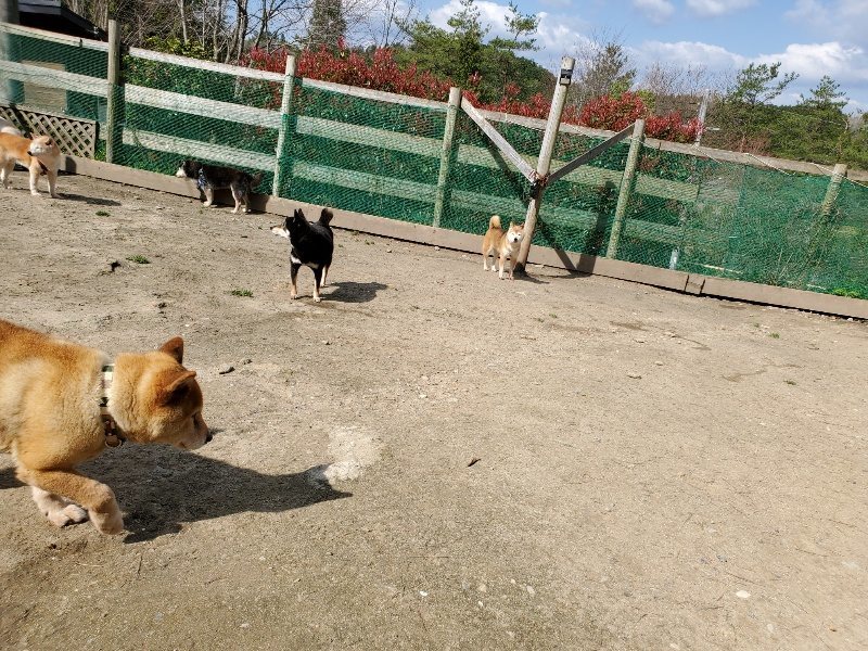 f：id：roukenhome-ann：20200406125430j：plain