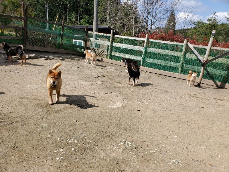 f：id：roukenhome-ann：20200406125441j：plain