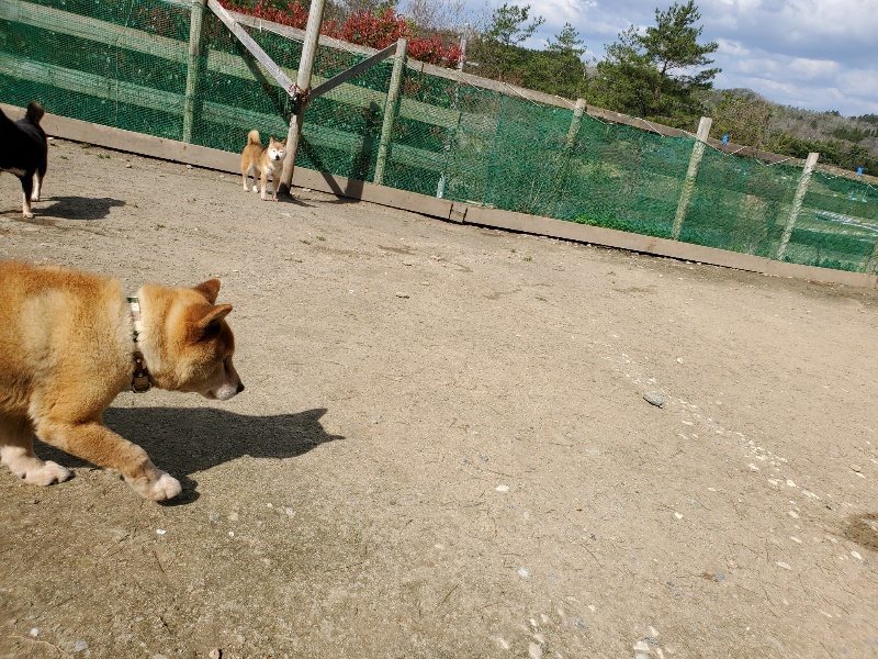 f：id：roukenhome-ann：20200406125514j：plain