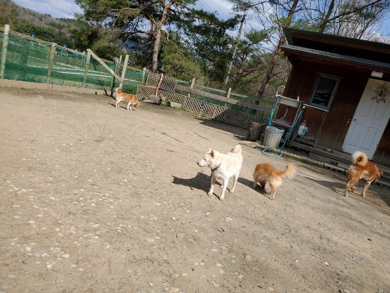 f：id：roukenhome-ann：20200406125522j：プレーン