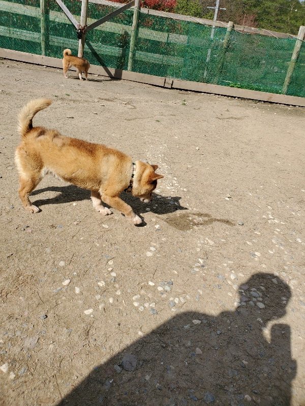 f：id：roukenhome-ann：20200406125533j：プレーン