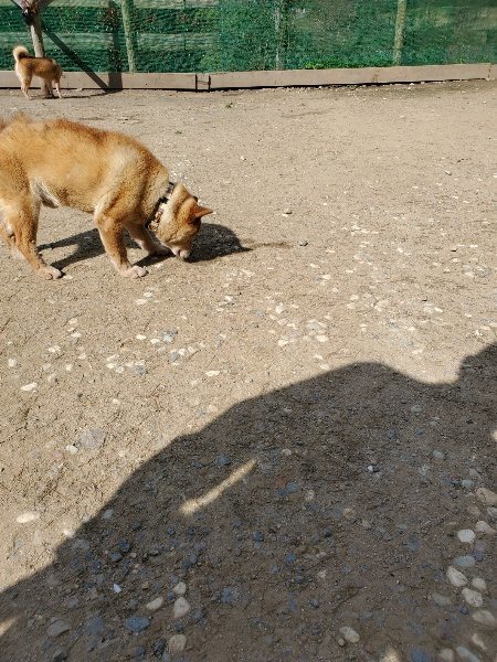 f：id：roukenhome-ann：20200406125539j：プレーン