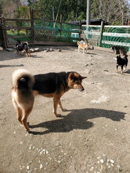 f：id：roukenhome-ann：20200406125552j：プレーン