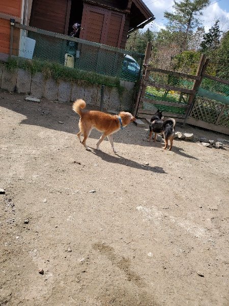 f：id：roukenhome-ann：20200406125559j：plain