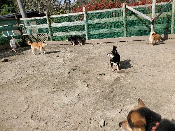 f：id：roukenhome-ann：20200406125604j：plain