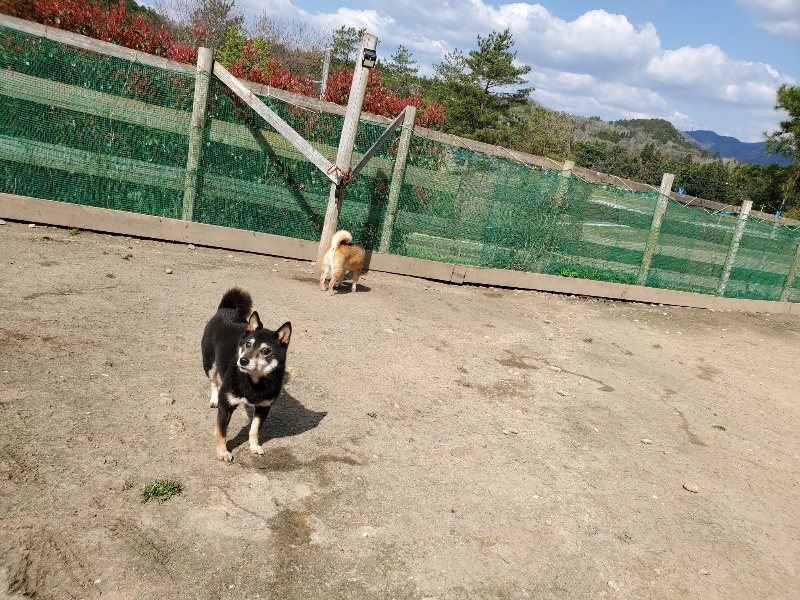 f：id：roukenhome-ann：20200406125610j：plain