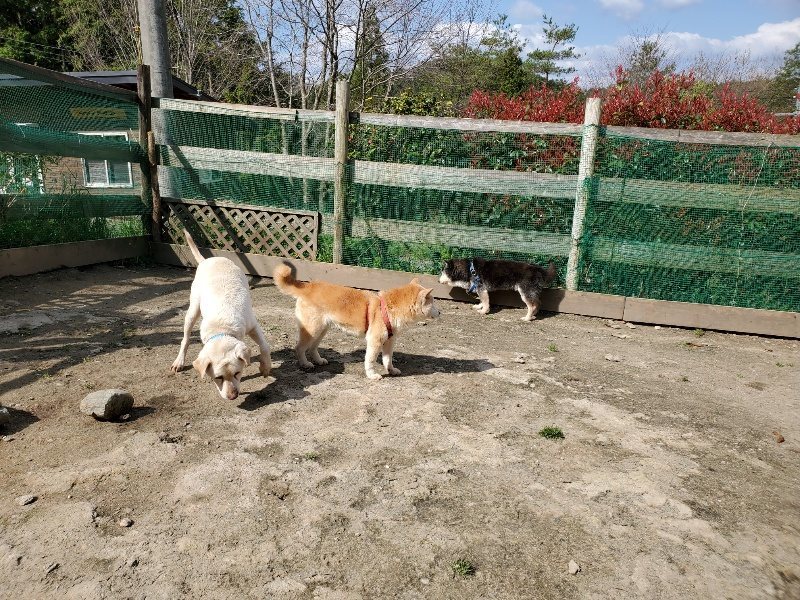 f：id：roukenhome-ann：20200406125636j：plain