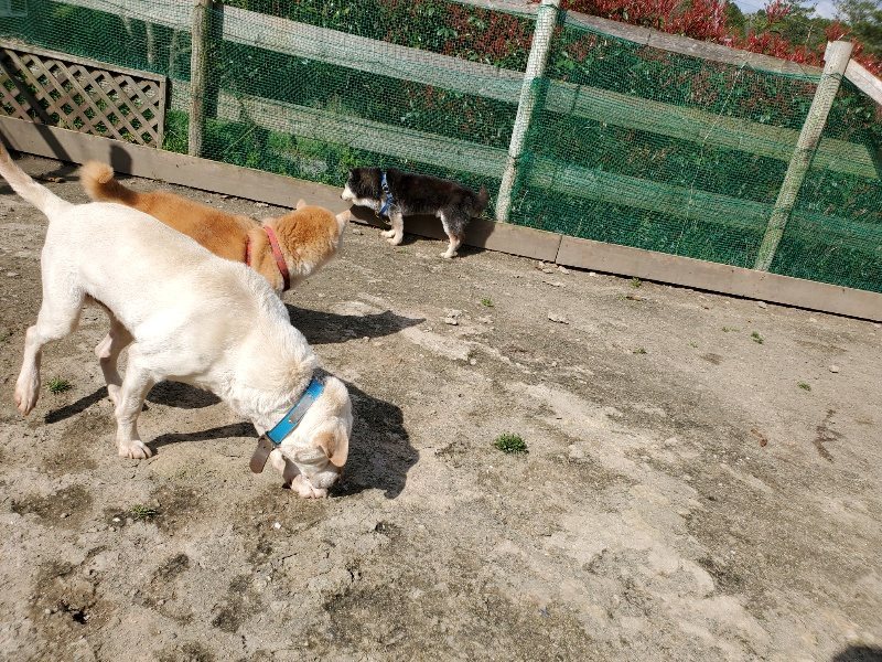 f：id：roukenhome-ann：20200406125647j：プレーン