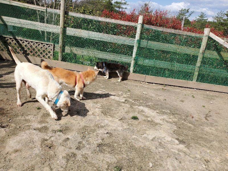 f：id：roukenhome-ann：20200406125657j：plain