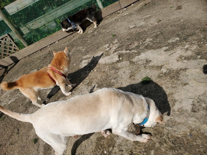 f：id：roukenhome-ann：20200406125708j：plain