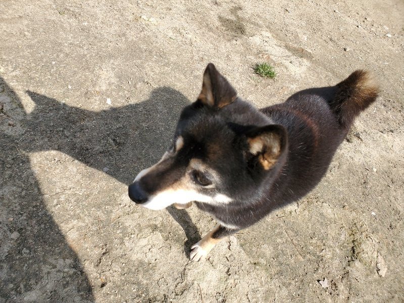 f：id：roukenhome-ann：20200406125718j：プレーン