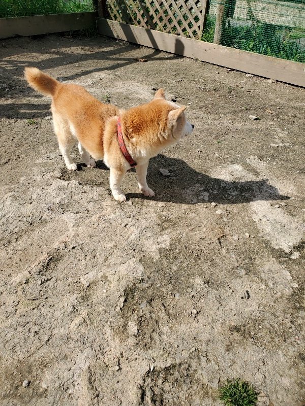 f：id：roukenhome-ann：20200406125728j：プレーン