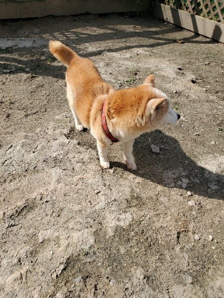 f：id：roukenhome-ann：20200406125747j：plain