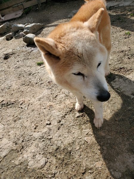 f：id：roukenhome-ann：20200406125756j：プレーン