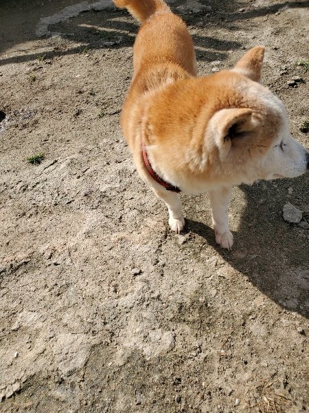 f：id：roukenhome-ann：20200406125802j：plain