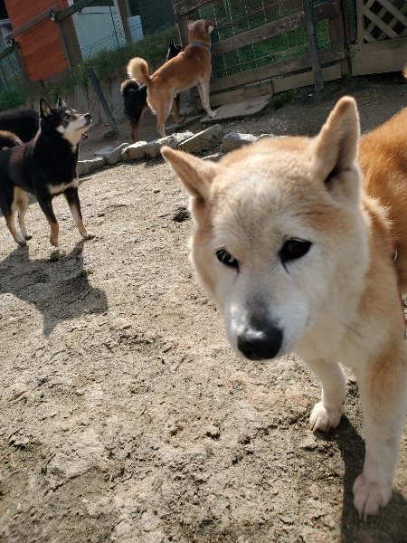 f：id：roukenhome-ann：20200406125807j：plain