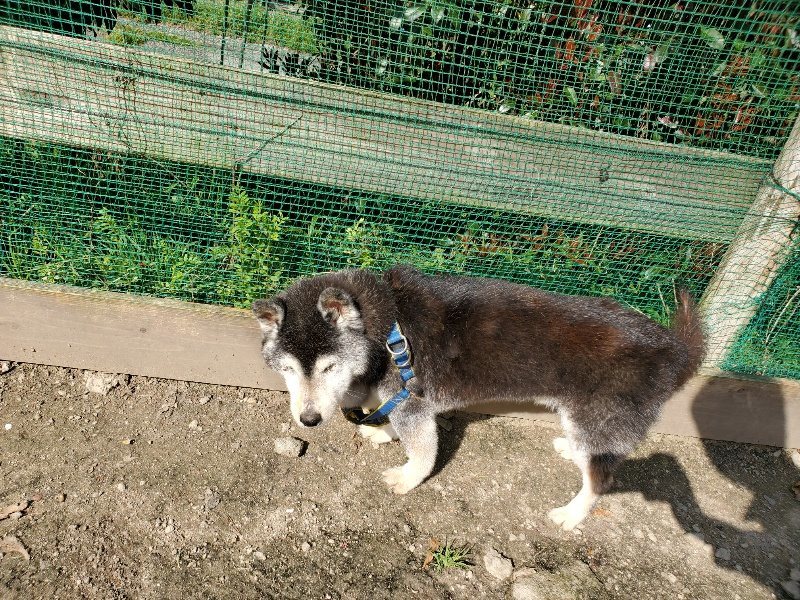 f：id：roukenhome-ann：20200406125820j：plain