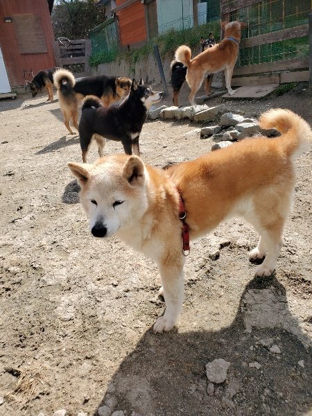 f：id：roukenhome-ann：20200406125827j：plain