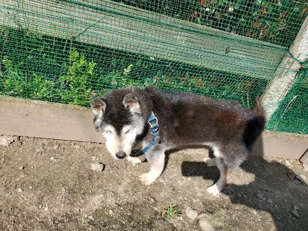 f：id：roukenhome-ann：20200406125834j：プレーン