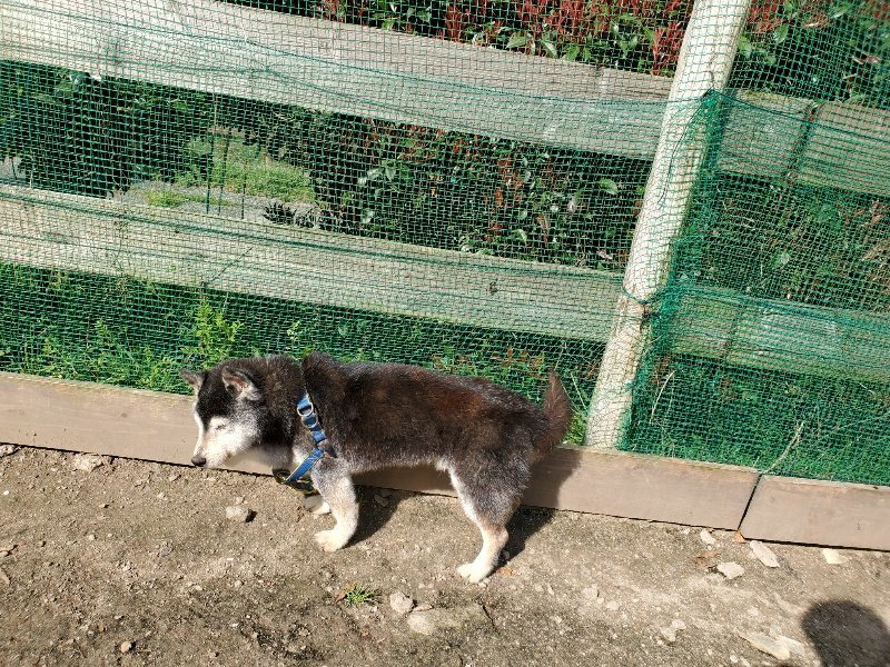 f：id：roukenhome-ann：20200406125845j：プレーン