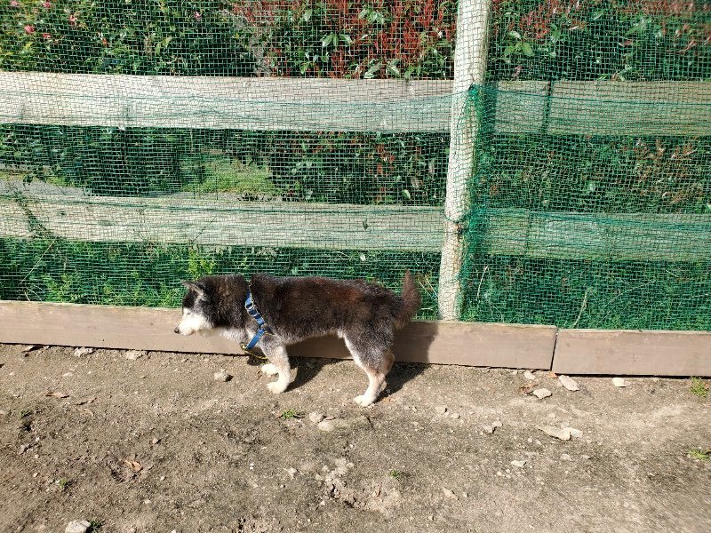 f：id：roukenhome-ann：20200406125855j：プレーン