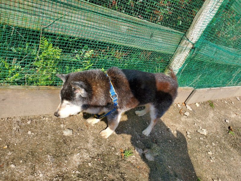 f：id：roukenhome-ann：20200406125914j：プレーン