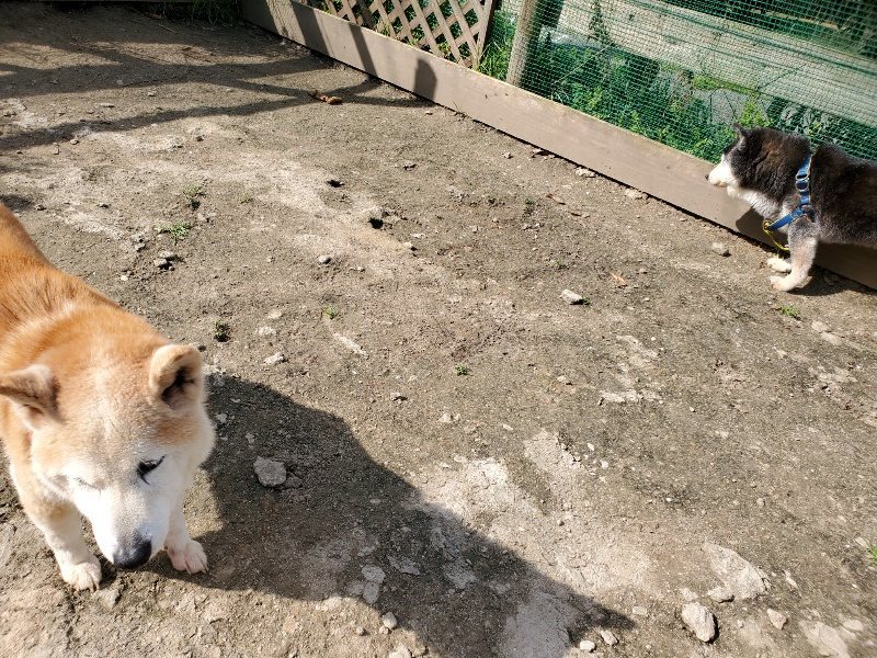 f：id：roukenhome-ann：20200406125925j：プレーン