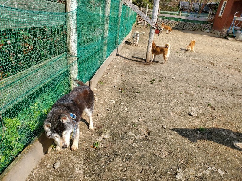 f：id：roukenhome-ann：20200406125943j：プレーン