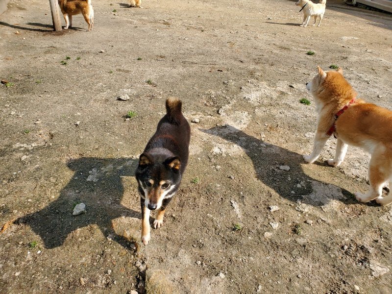 f：id：roukenhome-ann：20200406125949j：plain