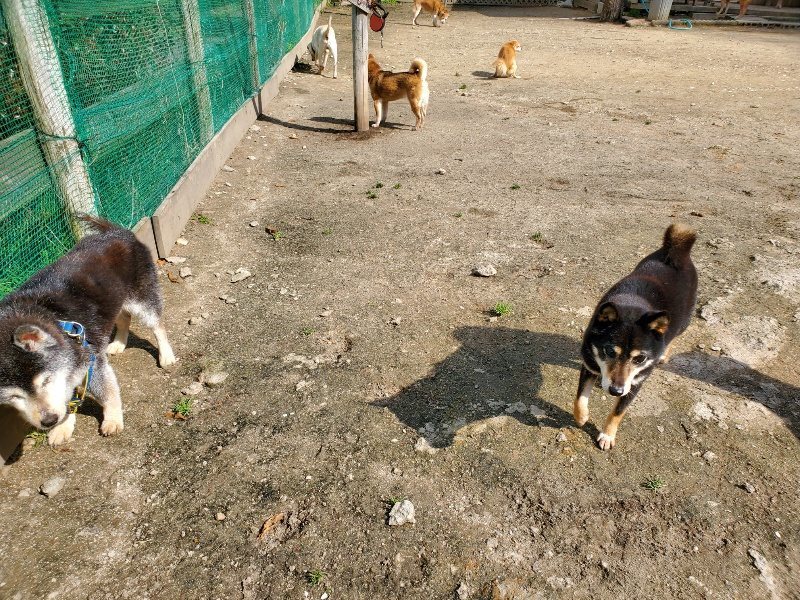 f：id：roukenhome-ann：20200406125956j：plain