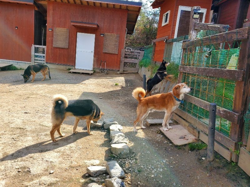 f：id：roukenhome-ann：20200406130038j：plain