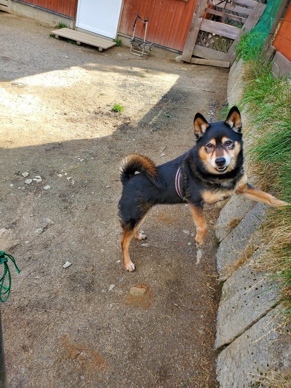 f：id：roukenhome-ann：20200406130045j：plain