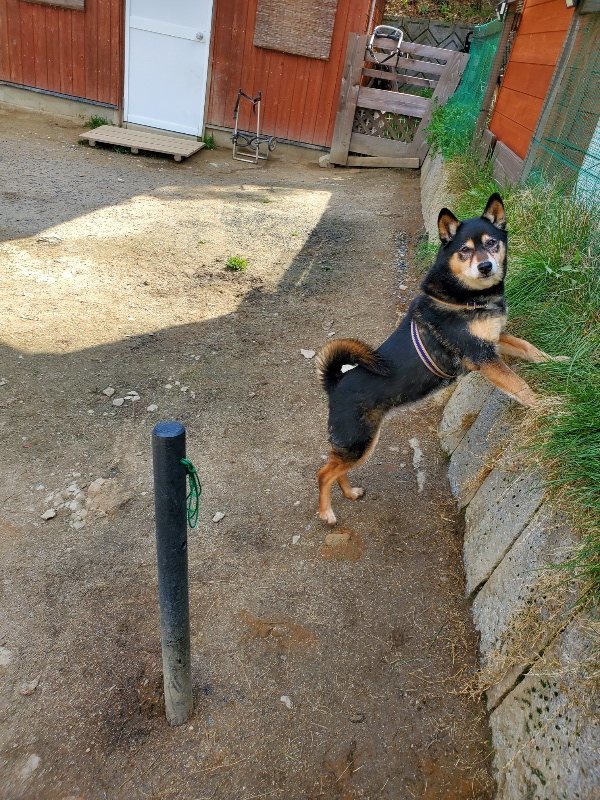 f：id：roukenhome-ann：20200406130055j：plain