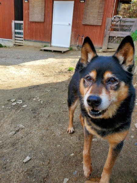 f：id：roukenhome-ann：20200406130101j：plain