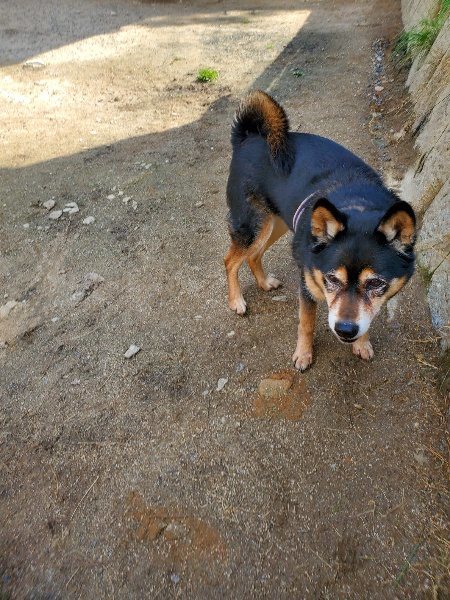 f：id：roukenhome-ann：20200406130113j：プレーン