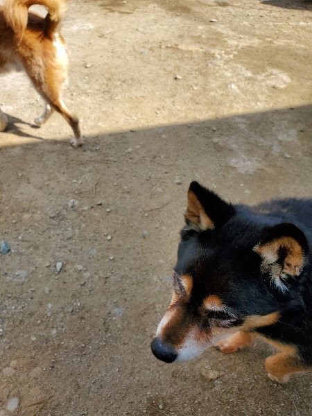 f：id：roukenhome-ann：20200406130118j：プレーン